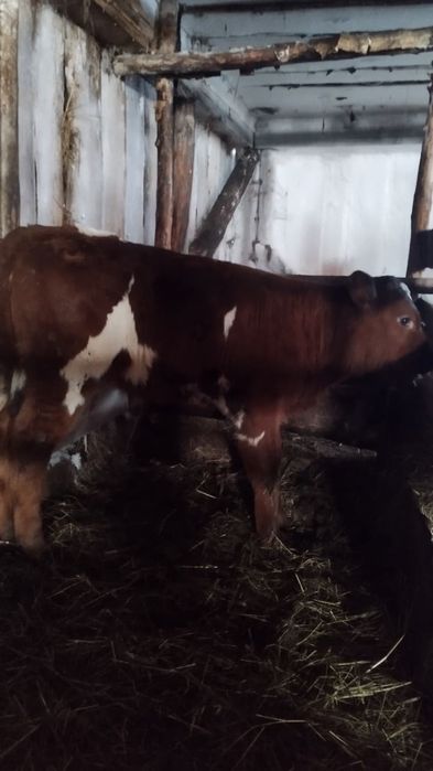 Продам теленка тёлочку 2 месяца