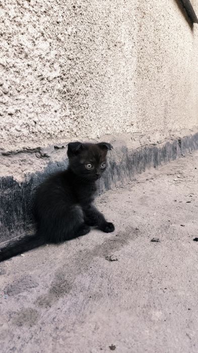 Котики  шотландские скотиш 2 месяца