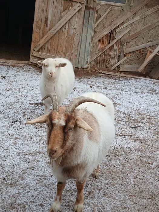 Занен ешкілері сүтті