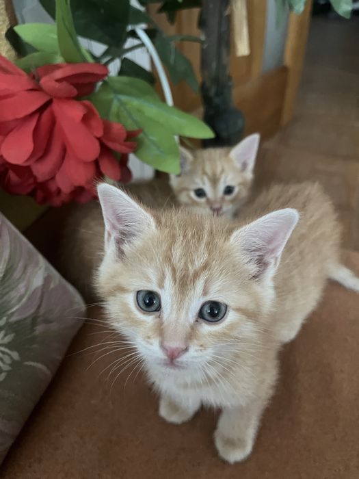 Отдам двух рыжих котят в добрые руки