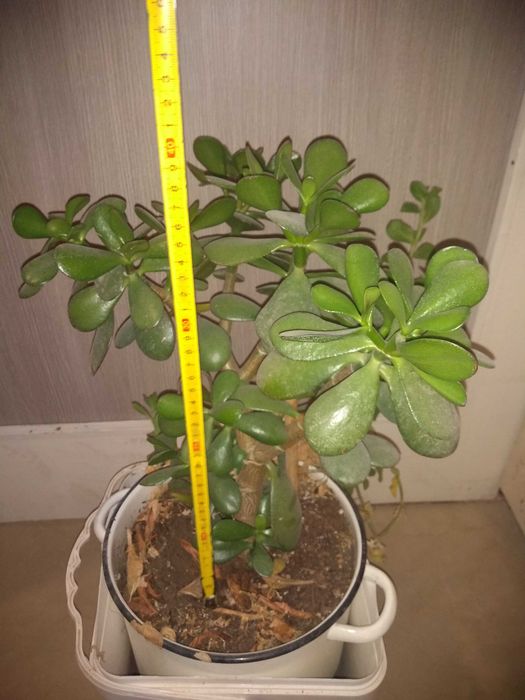 Дърво на живота /Красула овата/