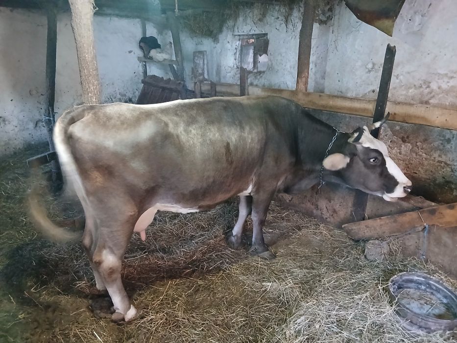 Vacuta de vanzare-Bruna de Maramures