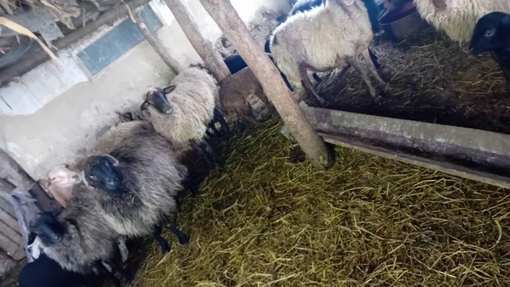 De vânzare oi și capre și câteva cu miei