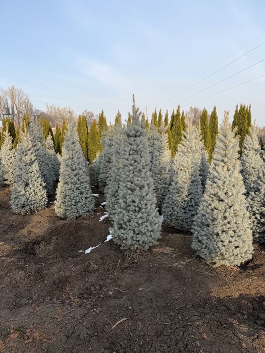 Озеленение участка под ключ