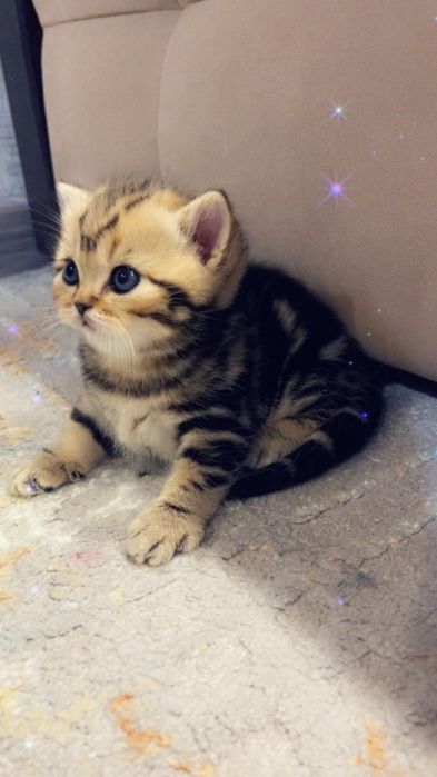 Котенок девочка британка.