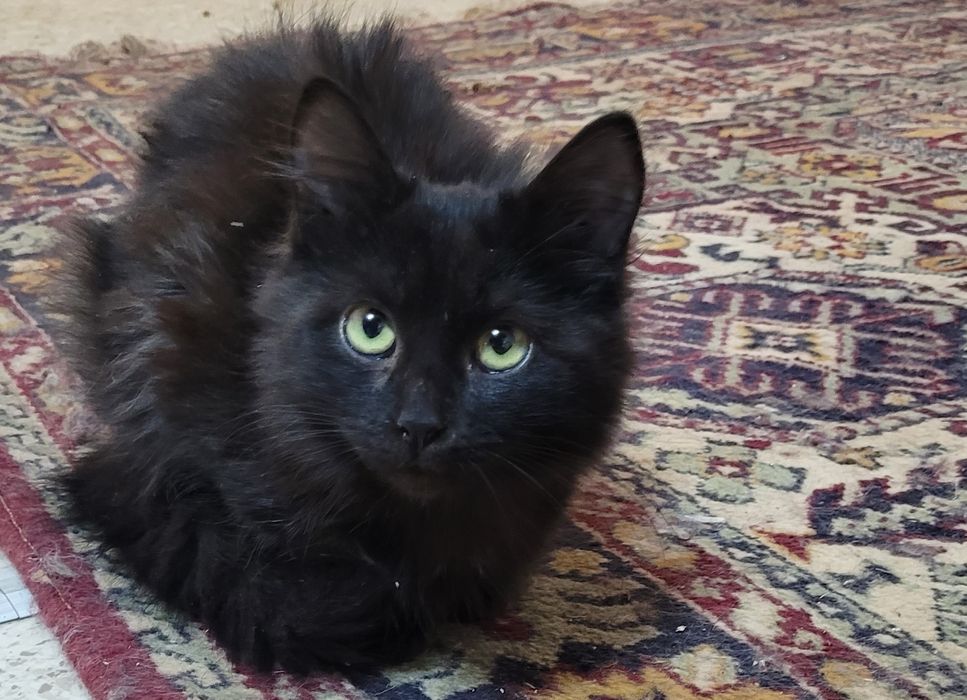 Котята мальчики и девочки 3-4 месяца