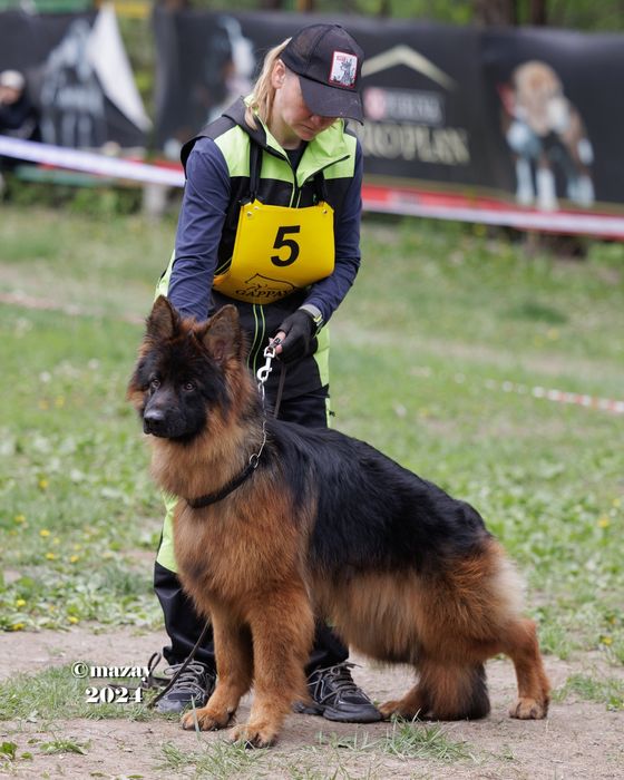 Длинношерстный немец на вязку