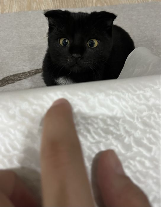 Кошка шотландская