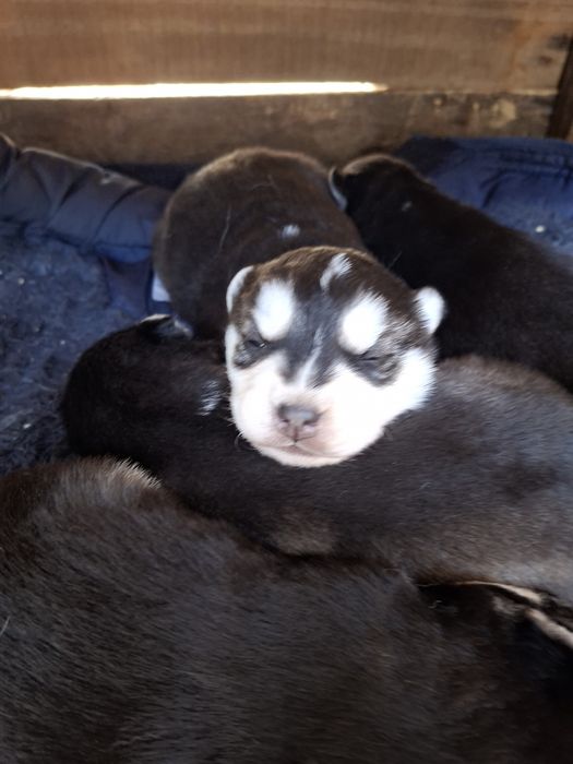 Бронь на щенков Хаски