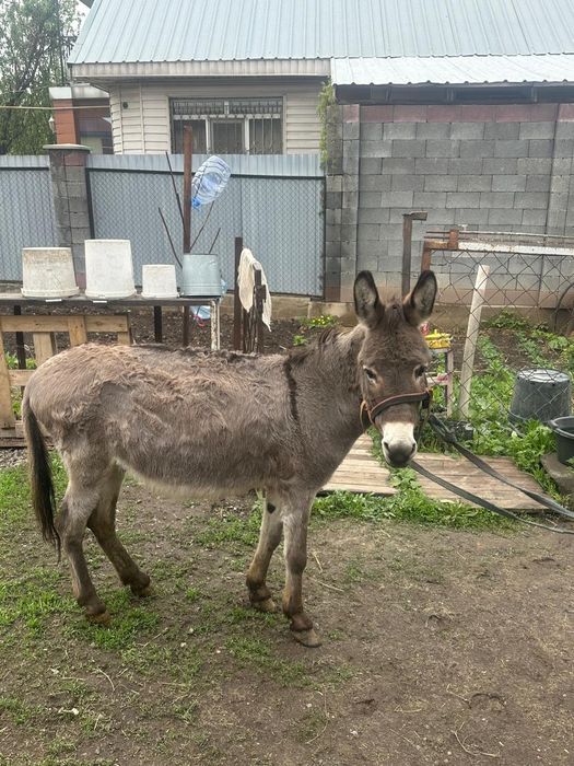 Продам   Ишака .