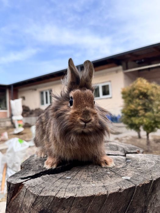 Продается кролики львиная голова