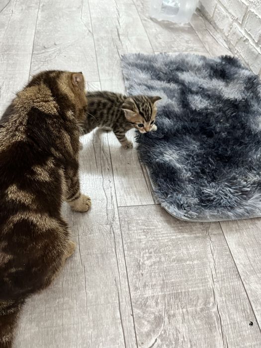 Британские котята