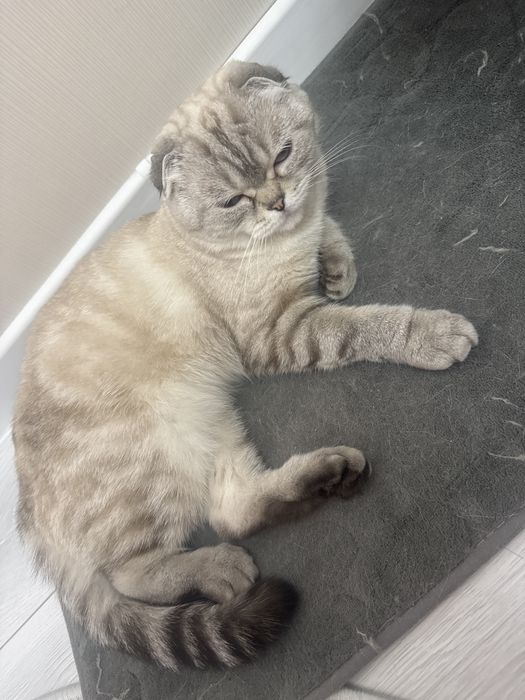 Вязка животных кошек