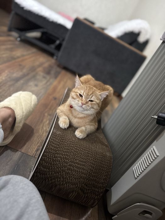 Отдам даром .