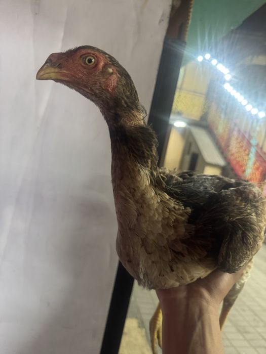 Продам 3 петуха 1 курица