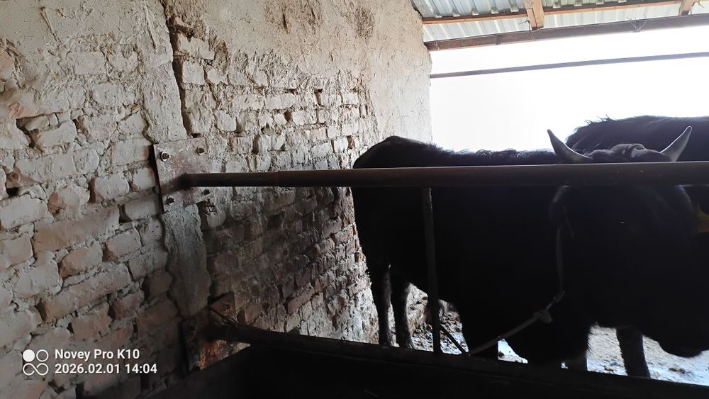 Buqa sotiladi yosh buqacha