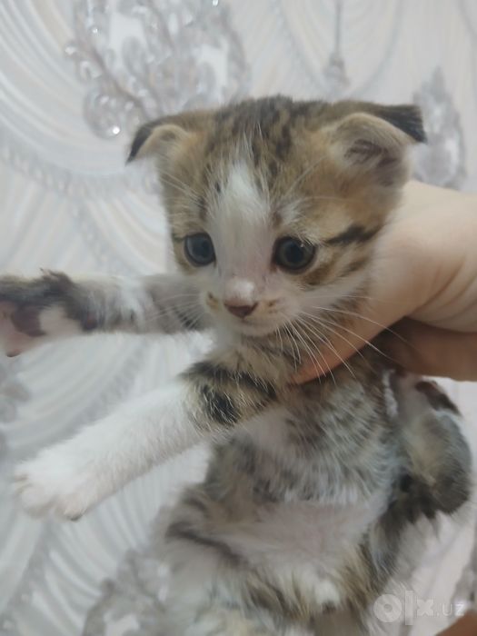 Zotdor Shotlandiya Fold (Scottish Fold) mushukchalari sotiladi!