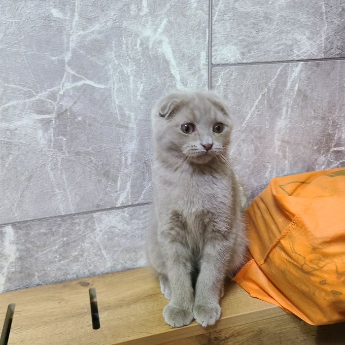 Продаётся котёнок скотиш фолд окрас лиловый