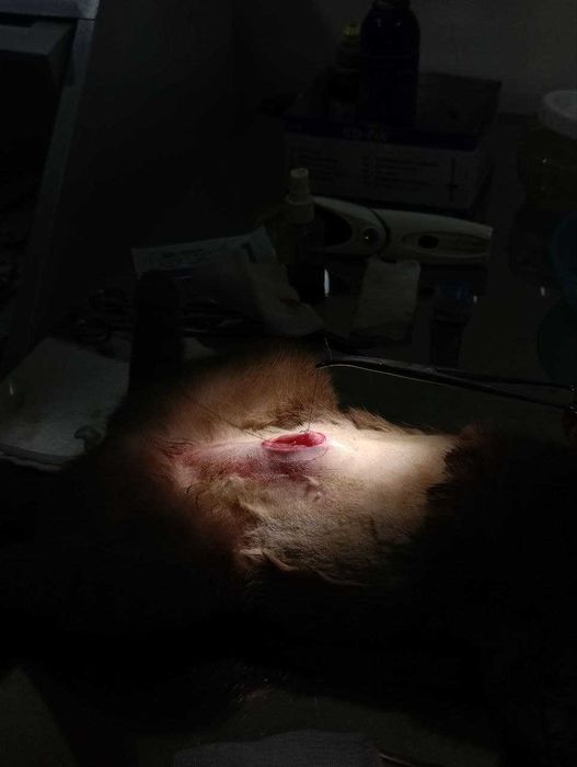 Ветеринарная служба.Ветеринар круглосуточно24/7 Кастрация Стерилизация