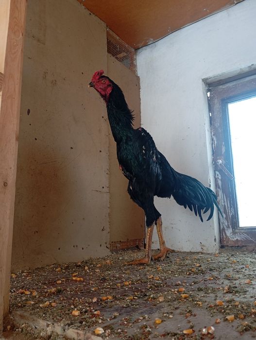 Сотилади курос 8 месяцев