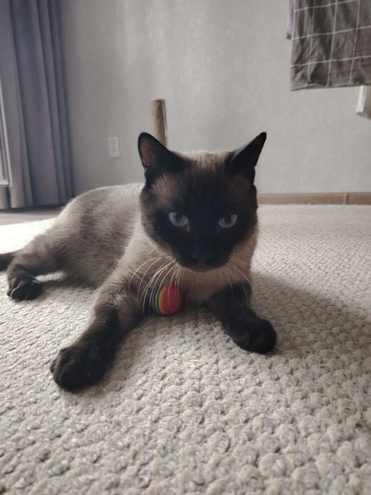 Пристраивается котик