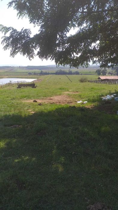 Vând 1,48 ha teren intravilan Vintu de Jos