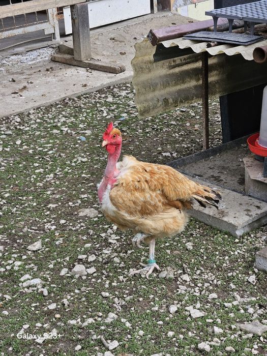 Vinzari găini de rasă