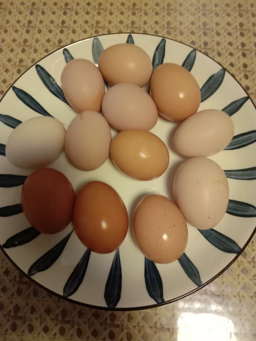 Продам домашние чйца