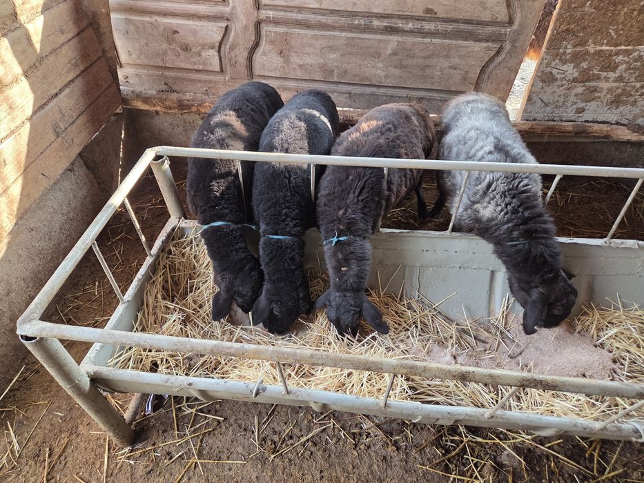 Төрт тоқты сатылады