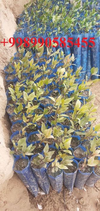 Xandon pista ko'chatlari