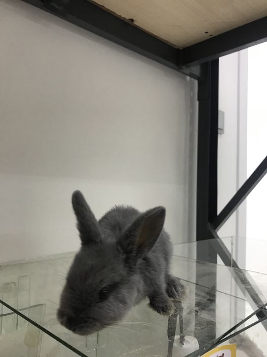 Карликовый кролик