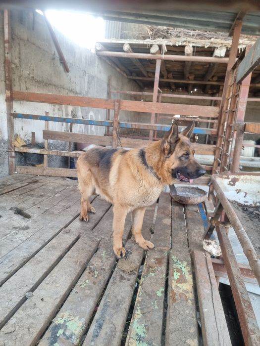 Afcharka 1 juft tozasini boqaman dganlarga