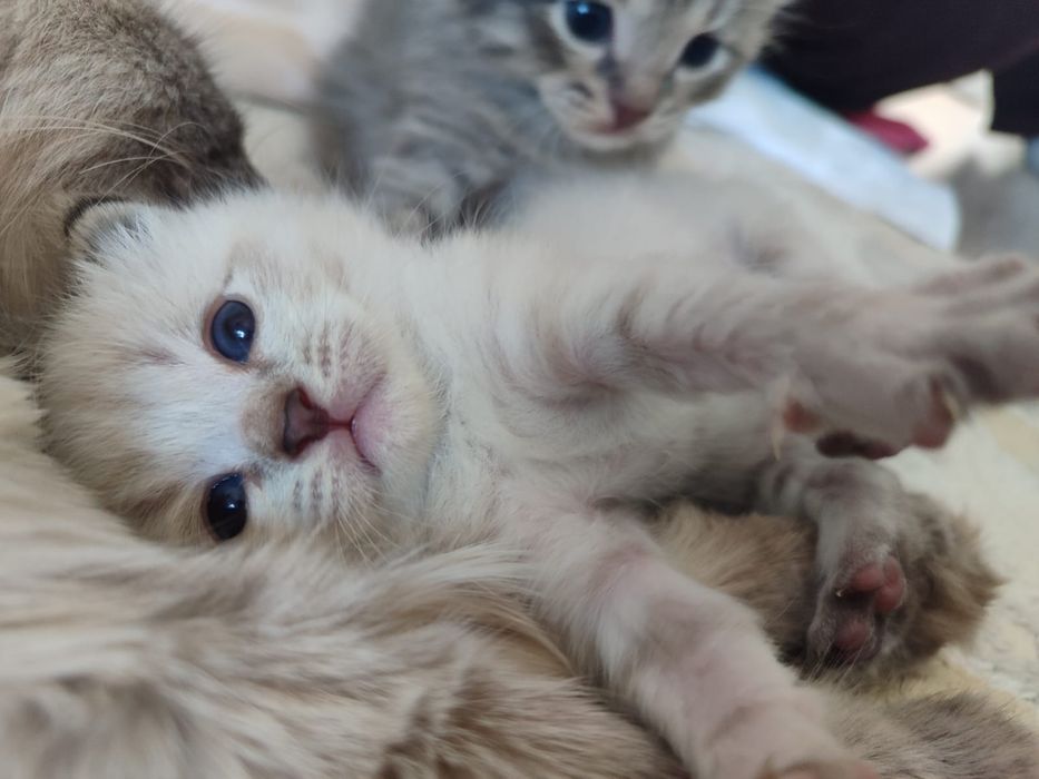 Срочно продается котяты!