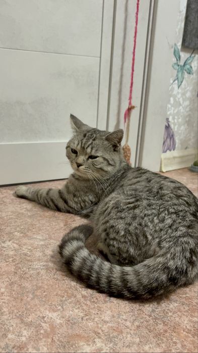 Кот в поисках семьи