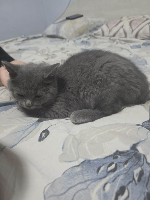 Британско коте мъжко
