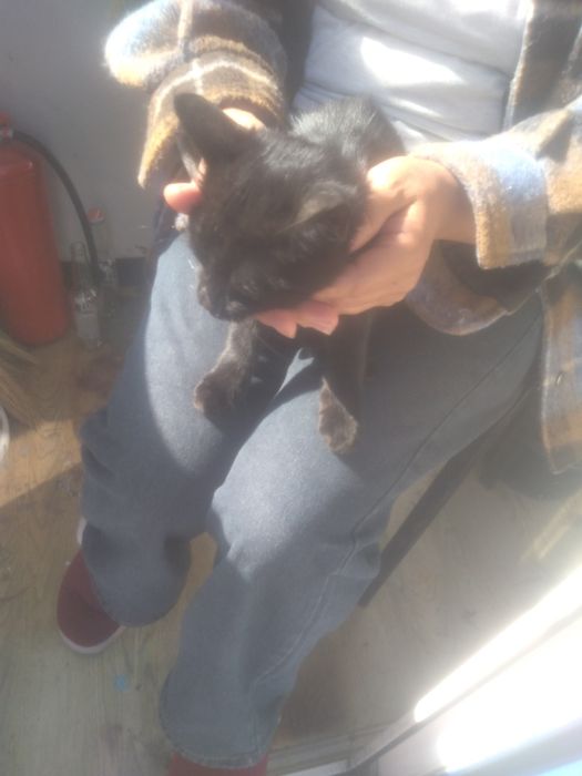 Котёночек ищет добрые руки