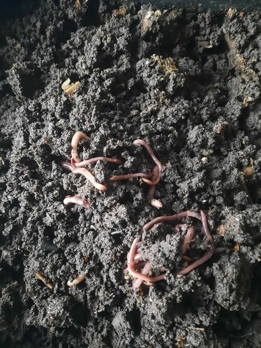 Биогумус натуральный