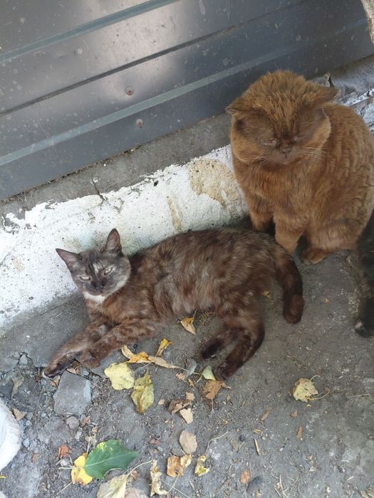 Котята в добрые ручки
