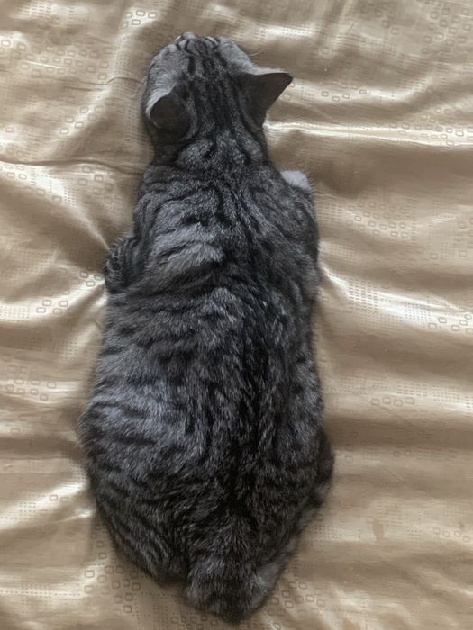 Кошка породистая