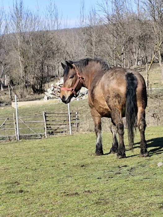 Vând iapa semigreu ,6 ani acte tot