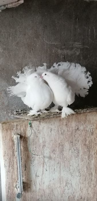Porumbei rotati pereche
