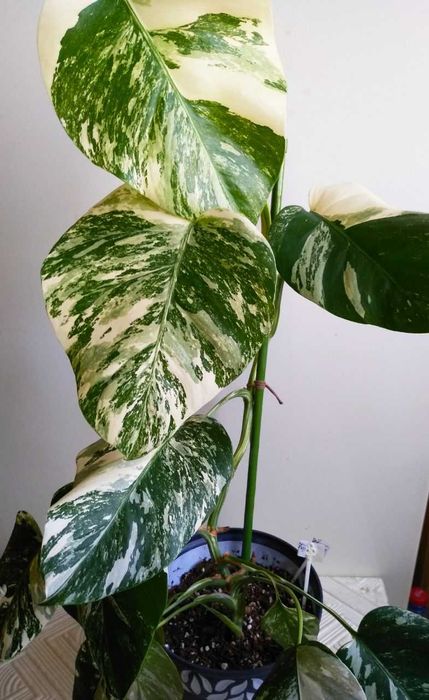 Монстера Альба - молодое растение для офиса и дома