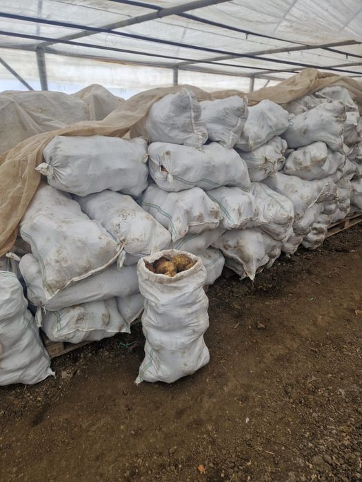 Țelină rădăcină