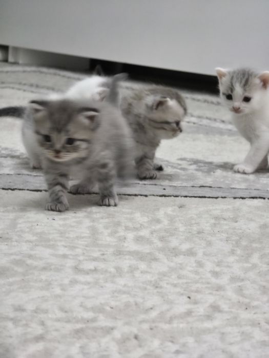 Продам котят 1 месяц