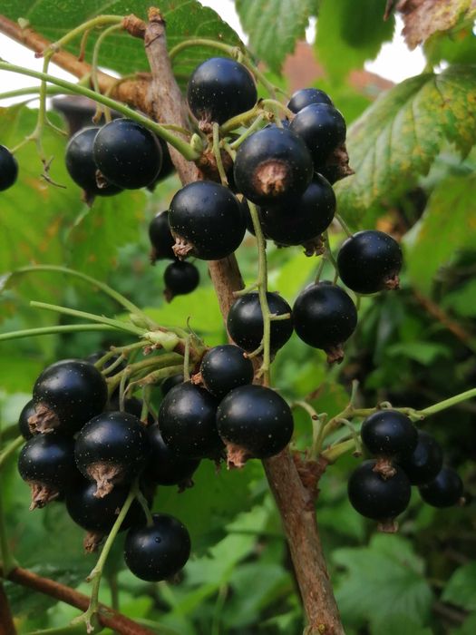 Coacăze negre proaspete
