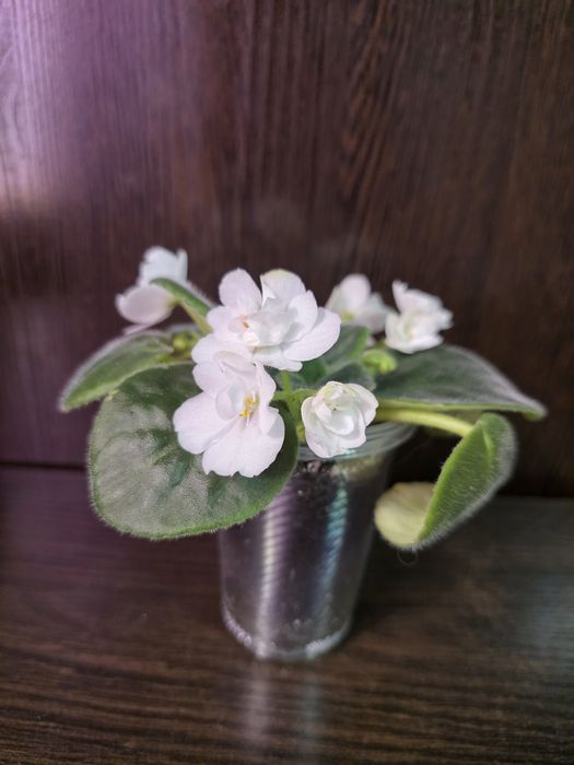 Фиалки белые. Продам.