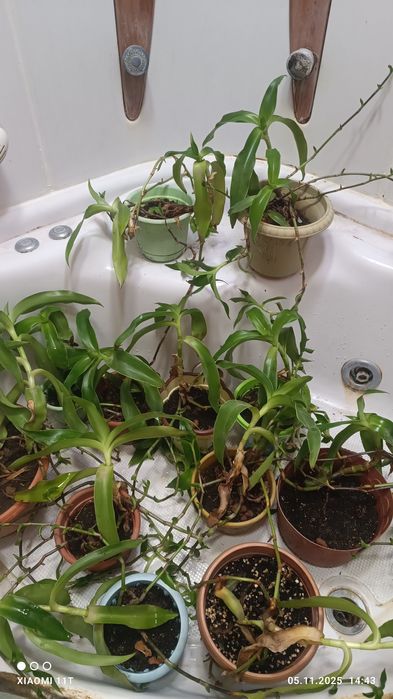 Продам золотой ус.