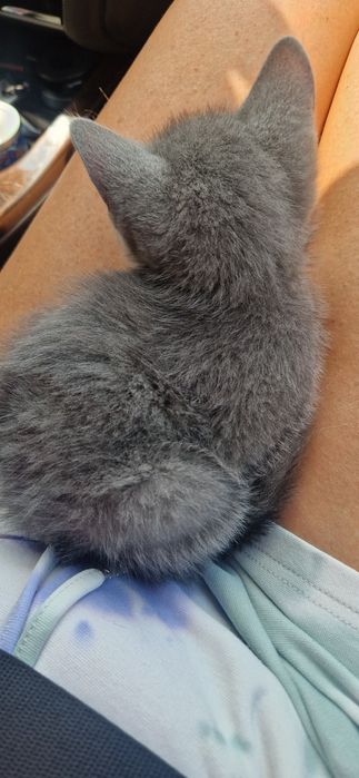Котёнок девочка  !