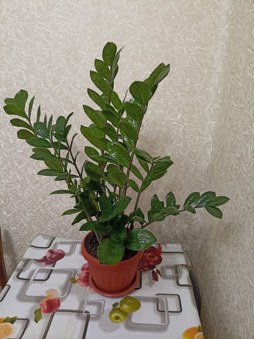 Алоэ, Долларовое дерево