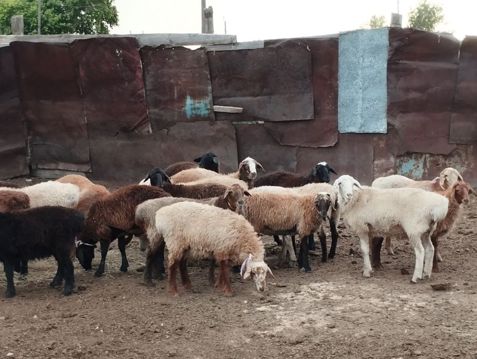 Продам баранов.   Ол
